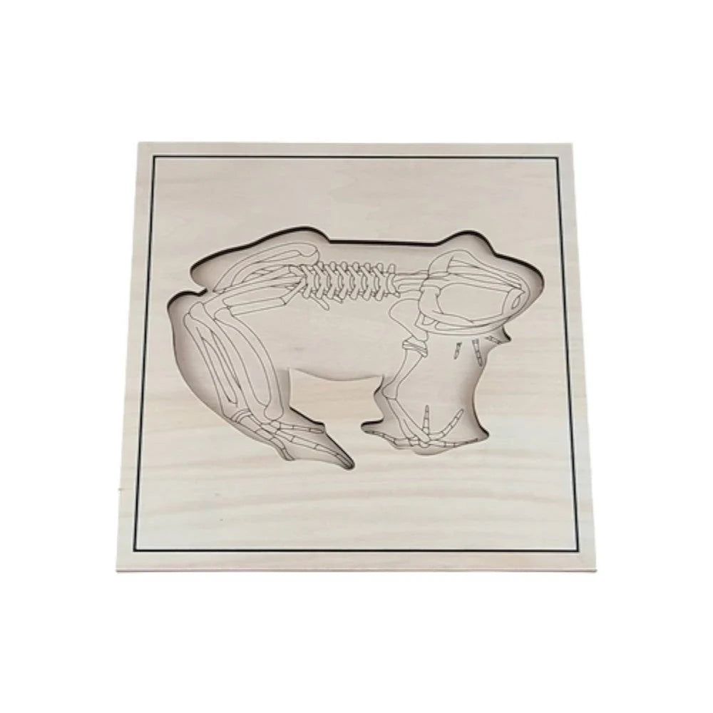 Frog Skeleton Puzzle Model